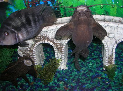 freshwater fish - archocentrus nigrofasciatus - black convict cichlid stocking in 55 gallons tank - my cat with convitt freshwater fish - archocentrus nigrofasciatus - black convict cichlid stocking in 55 gallons tank - my cat with convitt