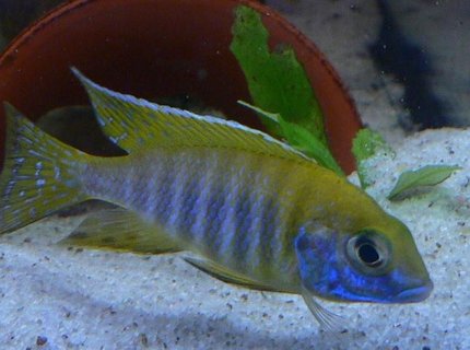 freshwater fish - aulonocara baenschi - sunshine peacock stocking in 125 gallons tank - SUNSHINE YELLOW MALE ONLY 3 MONTHS OLD freshwater fish - aulonocara baenschi - sunshine peacock stocking in 125 gallons tank - SUNSHINE YELLOW MALE ONLY 3 MONTHS OLD