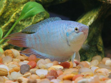 freshwater fish - macropodus opercularis - blue paradise stocking in 45 gallons tank - paradised gourami freshwater fish - macropodus opercularis - blue paradise stocking in 45 gallons tank - paradised gourami