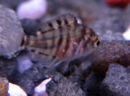 freshwater fish - archocentrus nigrofasciatus - black convict cichlid stocking in 10 gallons tank - Convict Cichlid Fry - One month old freshwater fish - archocentrus nigrofasciatus - black convict cichlid stocking in 10 gallons tank - Convict Cichlid Fry - One month old