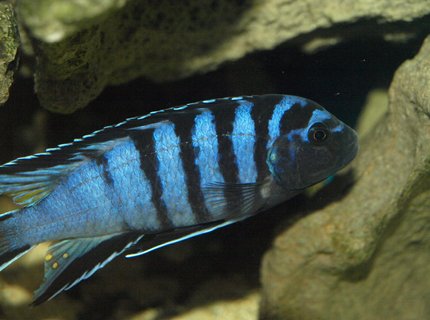 freshwater fish - cynotilapia afra - afra cichlid stocking in 90 gallons tank - Cynotilapia afra freshwater fish - cynotilapia afra - afra cichlid stocking in 90 gallons tank - Cynotilapia afra