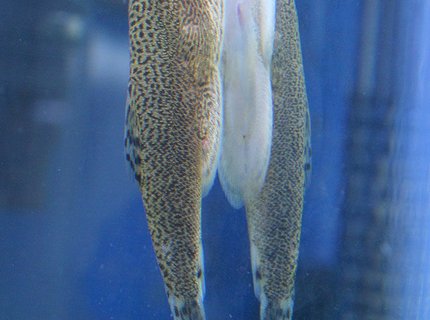 freshwater fish - beaufortia kweichowensis - hillstream loach stocking in 45 gallons tank - Hillstream Loach from the top-side... freshwater fish - beaufortia kweichowensis - hillstream loach stocking in 45 gallons tank - Hillstream Loach from the top-side...