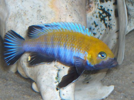freshwater fish - cynotilapia afra - afra cichlid stocking in 125 gallons tank - afra cobue freshwater fish - cynotilapia afra - afra cichlid stocking in 125 gallons tank - afra cobue