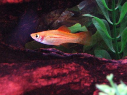freshwater fish - xiphophorus helleri - marigold mickey mouse swordtail stocking in 29 gallons tank - One of my Female Swordtails swimming through some driftwood. freshwater fish - xiphophorus helleri - marigold mickey mouse swordtail stocking in 29 gallons tank - One of my Female Swordtails swimming through some driftwood.