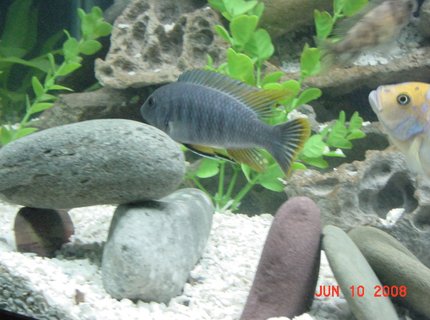 freshwater fish - tropheus duboisi - tropheus cichlid stocking in 75 gallons tank - Tropheus - Hardest Fish to Photograph in The World!! freshwater fish - tropheus duboisi - tropheus cichlid stocking in 75 gallons tank - Tropheus - Hardest Fish to Photograph in The World!!