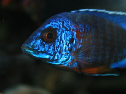 freshwater fish - aulonocara stuartgranti - ngara flametail stocking in 210 gallons tank - look freshwater fish - aulonocara stuartgranti - ngara flametail stocking in 210 gallons tank - look