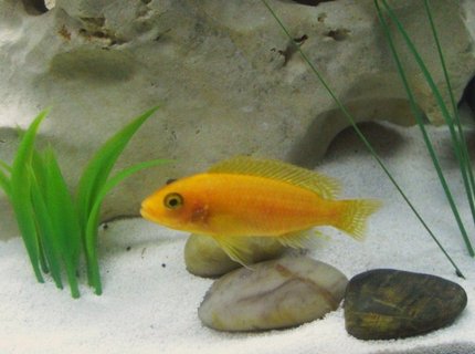 freshwater fish - pseudotropheus estherae - red zebra cichlid stocking in 20 gallons tank - Red Zebra Cichlid freshwater fish - pseudotropheus estherae - red zebra cichlid stocking in 20 gallons tank - Red Zebra Cichlid