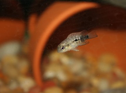 freshwater fish - herichthys carpinte - green texas cichlid stocking in 55 gallons tank - baby texas cichlid! freshwater fish - herichthys carpinte - green texas cichlid stocking in 55 gallons tank - baby texas cichlid!