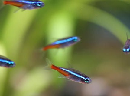 freshwater fish - paracheirodon innesi - neon tetra jumbo stocking in 50 gallons tank - Neon tetra freshwater fish - paracheirodon innesi - neon tetra jumbo stocking in 50 gallons tank - Neon tetra