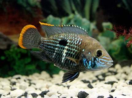 freshwater fish - aequidens rivulatus - green terror stocking in 17 gallons tank - Green Terror freshwater fish - aequidens rivulatus - green terror stocking in 17 gallons tank - Green Terror