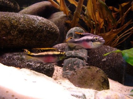 freshwater fish - pelvicachromis pulcher - kribensis cichlid stocking in 55 gallons tank - Kribensis Cichlid and their fry freshwater fish - pelvicachromis pulcher - kribensis cichlid stocking in 55 gallons tank - Kribensis Cichlid and their fry