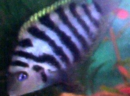 freshwater fish - archocentrus nigrofasciatus - black convict cichlid stocking in 75 gallons tank - Convict freshwater fish - archocentrus nigrofasciatus - black convict cichlid stocking in 75 gallons tank - Convict