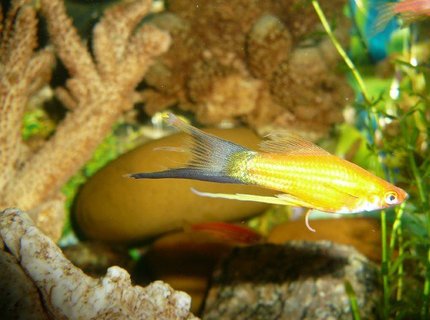 freshwater fish - xiphophorus helleri - hi fin lyretail swordtail stocking in 50 gallons tank - lary tail swordtail... freshwater fish - xiphophorus helleri - hi fin lyretail swordtail stocking in 50 gallons tank - lary tail swordtail...