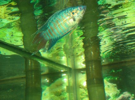freshwater fish - macropodus opercularis - blue paradise stocking in 75 gallons tank - male paradise fish collecting food for female freshwater fish - macropodus opercularis - blue paradise stocking in 75 gallons tank - male paradise fish collecting food for female