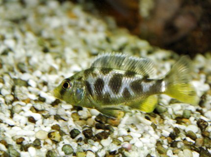 freshwater fish - nimbochromis livingstonii - livingstoni stocking in 80 gallons tank - malawi freshwater fish - nimbochromis livingstonii - livingstoni stocking in 80 gallons tank - malawi