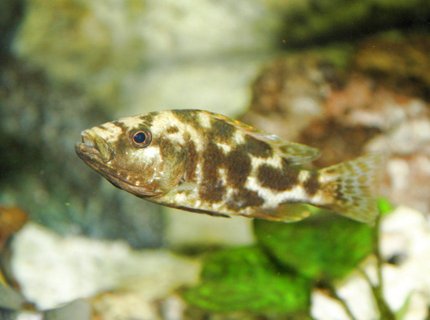 freshwater fish - nimbochromis livingstonii - livingstoni stocking in 80 gallons tank - Venustus Cichlid freshwater fish - nimbochromis livingstonii - livingstoni stocking in 80 gallons tank - Venustus Cichlid