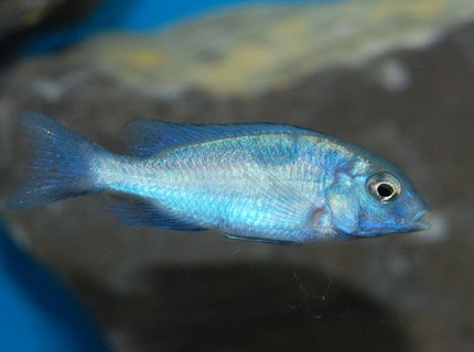 freshwater fish - cyrtocara moorii - blue dolphin cichlid stocking in 55 gallons tank - Haplochromis moorii African Cichlid freshwater fish - cyrtocara moorii - blue dolphin cichlid stocking in 55 gallons tank - Haplochromis moorii African Cichlid