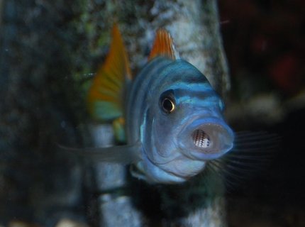 freshwater fish - cynotilapia afra - afra cichlid stocking in 125 gallons tank - Yawn freshwater fish - cynotilapia afra - afra cichlid stocking in 125 gallons tank - Yawn