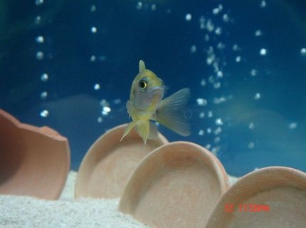 freshwater fish - aulonocara mamelela - lemon jake stocking in 75 gallons tank - Lemon Jake pix 2 freshwater fish - aulonocara mamelela - lemon jake stocking in 75 gallons tank - Lemon Jake pix 2