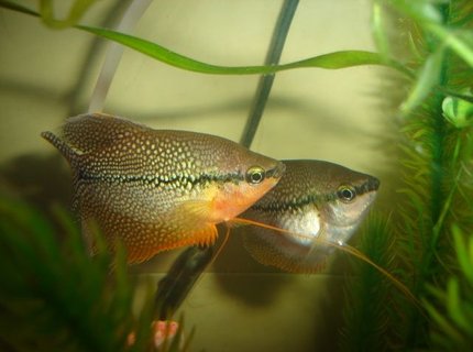freshwater fish - trichogaster leeri - pearl gourami stocking in 70 gallons tank - gourami perle freshwater fish - trichogaster leeri - pearl gourami stocking in 70 gallons tank - gourami perle