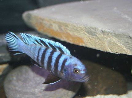 freshwater fish - cynotilapia afra - afra cichlid stocking in 55 gallons tank - zebra mbuna freshwater fish - cynotilapia afra - afra cichlid stocking in 55 gallons tank - zebra mbuna