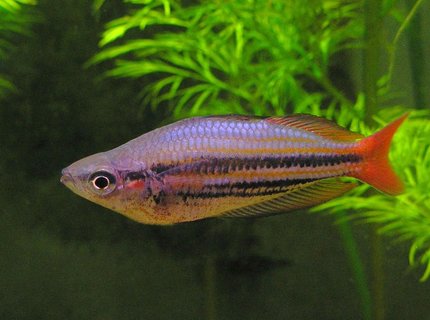 freshwater fish - melanotaenia splendida - australian rainbow stocking in 29 gallons tank - Melanotaenia Australis - Western Rainbowfish - male. freshwater fish - melanotaenia splendida - australian rainbow stocking in 29 gallons tank - Melanotaenia Australis - Western Rainbowfish - male.