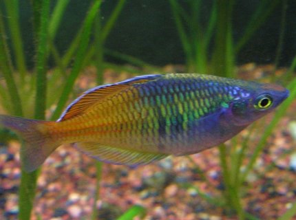 freshwater fish - melanotaenia boesemani - boesemani rainbow stocking in 29 gallons tank - Melanotaenia boesmani - male. freshwater fish - melanotaenia boesemani - boesemani rainbow stocking in 29 gallons tank - Melanotaenia boesmani - male.
