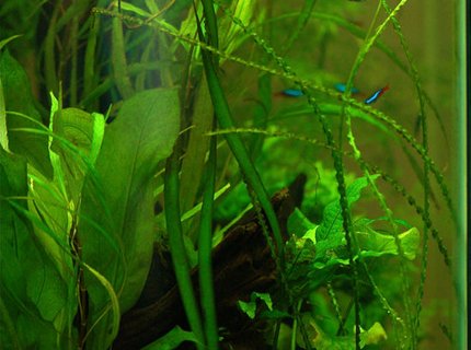 freshwater fish - paracheirodon innesi - neon tetra jumbo stocking in 37 gallons tank - Side view freshwater fish - paracheirodon innesi - neon tetra jumbo stocking in 37 gallons tank - Side view