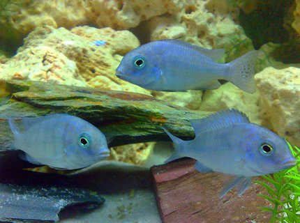 freshwater fish - cyrtocara moorii - blue dolphin cichlid stocking in 57 gallons tank - Cyrtocara Moorii
Malawi Blue Dolphin
My 2nd group of fish I have bought for my new tank. freshwater fish - cyrtocara moorii - blue dolphin cichlid stocking in 57 gallons tank - Cyrtocara Moorii
Malawi Blue Dolphin
My 2nd group of fish I have bought for my new tank.