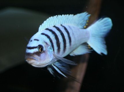 freshwater fish - cynotilapia afra - afra cichlid stocking in 55 gallons tank - afar hara freshwater fish - cynotilapia afra - afra cichlid stocking in 55 gallons tank - afar hara