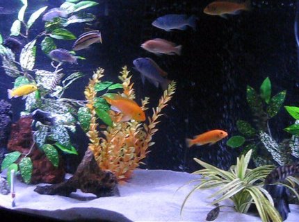 freshwater fish - pseudotropheus estherae - red zebra cichlid stocking in 120 gallons tank - 120 gallon all glass tank total of 4 filters 2 aqua 110 and 2 internal whisper 30s ,2 heaters 200watt each, 2 power heads 402s, silica sand freshwater fish - pseudotropheus estherae - red zebra cichlid stocking in 120 gallons tank - 120 gallon all glass tank total of 4 filters 2 aqua 110 and 2 internal whisper 30s ,2 heaters 200watt each, 2 power heads 402s, silica sand