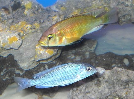 freshwater fish - cyrtocara moorii - blue dolphin cichlid stocking in 120 gallons tank - moorii, and limax hap. freshwater fish - cyrtocara moorii - blue dolphin cichlid stocking in 120 gallons tank - moorii, and limax hap.