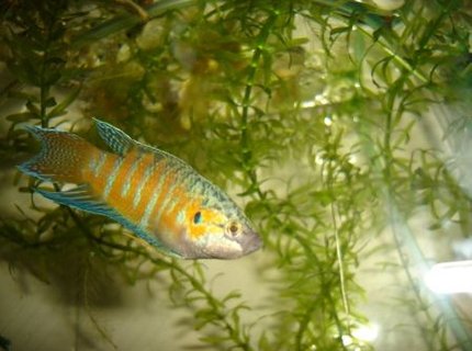 freshwater fish - macropodus opercularis - blue paradise stocking in 70 gallons tank - paradis gourami freshwater fish - macropodus opercularis - blue paradise stocking in 70 gallons tank - paradis gourami