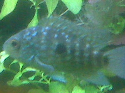 freshwater fish - herichthys carpinte - green texas cichlid stocking in 85 gallons tank - Green Texas freshwater fish - herichthys carpinte - green texas cichlid stocking in 85 gallons tank - Green Texas