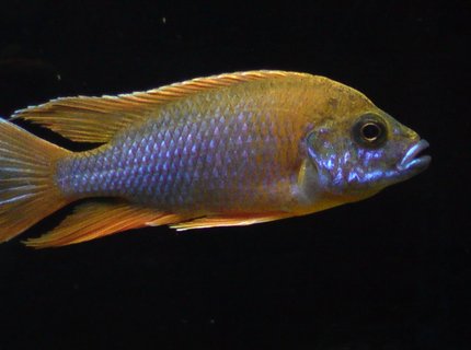 freshwater fish - aulonocara mamelela - lemon jake stocking in 100 gallons tank - Aulonocara Mamela Lemonjake freshwater fish - aulonocara mamelela - lemon jake stocking in 100 gallons tank - Aulonocara Mamela Lemonjake