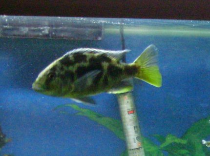 freshwater fish - nimbochromis livingstonii - livingstoni stocking in 70 gallons tank - The boys fish Spot freshwater fish - nimbochromis livingstonii - livingstoni stocking in 70 gallons tank - The boys fish Spot