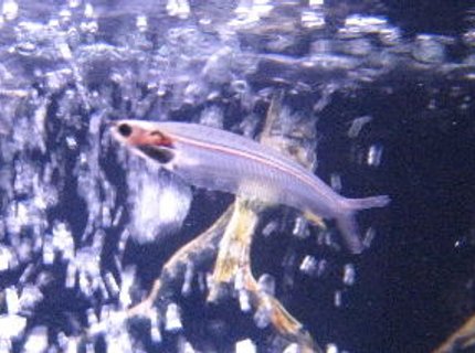 freshwater fish - kryptopterus bicirrhis - ghost glass cat stocking in 55 gallons tank - Mr.Glass this cats been here from day one. freshwater fish - kryptopterus bicirrhis - ghost glass cat stocking in 55 gallons tank - Mr.Glass this cats been here from day one.