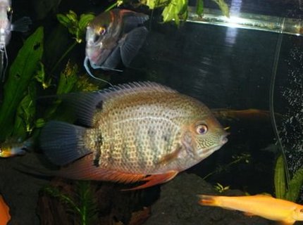 freshwater fish - heros serverus - green severum stocking in 125 gallons tank - green heros severum freshwater fish - heros serverus - green severum stocking in 125 gallons tank - green heros severum