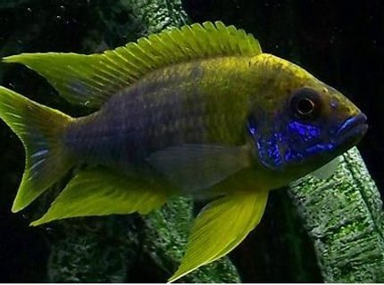 freshwater fish - aulonocara mamelela - lemon jake stocking in 54 gallons tank - Lemon Jake freshwater fish - aulonocara mamelela - lemon jake stocking in 54 gallons tank - Lemon Jake