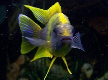 freshwater fish - aulonocara mamelela - lemon jake stocking in 54 gallons tank - Lemon Jake posing for a picture. freshwater fish - aulonocara mamelela - lemon jake stocking in 54 gallons tank - Lemon Jake posing for a picture.