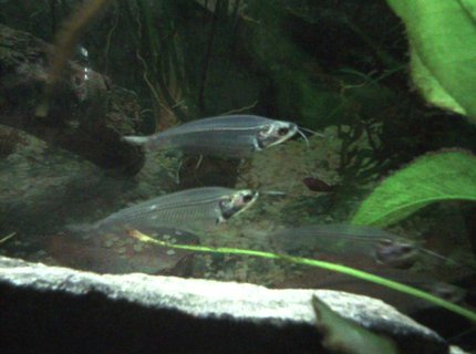 freshwater fish - kryptopterus bicirrhis - ghost glass cat stocking in 55 gallons tank - Glass Catfish freshwater fish - kryptopterus bicirrhis - ghost glass cat stocking in 55 gallons tank - Glass Catfish