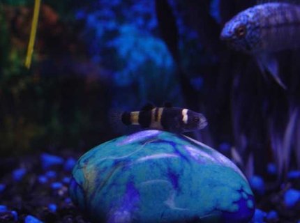 freshwater fish - brachygobius doriae - bumble bee goby stocking in 10 gallons tank - Bumblebee Goby freshwater fish - brachygobius doriae - bumble bee goby stocking in 10 gallons tank - Bumblebee Goby