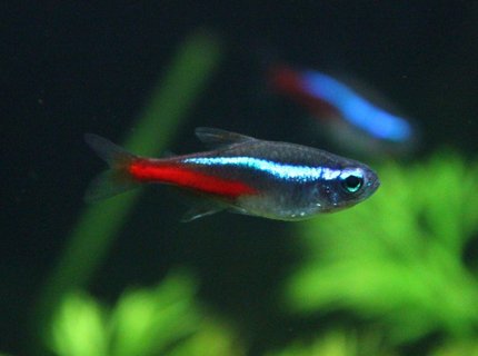 freshwater fish - paracheirodon innesi - neon tetra jumbo stocking in 29 gallons tank - neon tetra freshwater fish - paracheirodon innesi - neon tetra jumbo stocking in 29 gallons tank - neon tetra