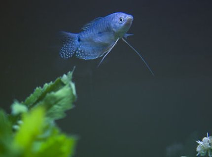freshwater fish - trichogaster trichopterus - blue gourami stocking in 55 gallons tank - **One of my new additions to the tank--Blue Grommie freshwater fish - trichogaster trichopterus - blue gourami stocking in 55 gallons tank - **One of my new additions to the tank--Blue Grommie