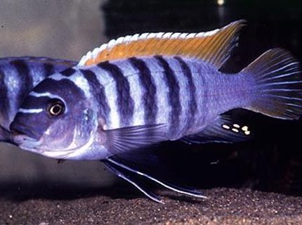 freshwater fish - maylandia emmiltos - red top zebra stocking in 72 gallons tank - My red top zebra freshwater fish - maylandia emmiltos - red top zebra stocking in 72 gallons tank - My red top zebra