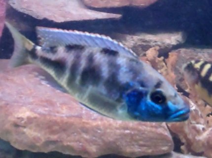 freshwater fish - nimbochromis venustus - venustus cichlid stocking in 55 gallons tank - Livingstoni/peacock Father of 23 fry! Beautiful 8" fish one of the tank dominants with 7 egg spots. freshwater fish - nimbochromis venustus - venustus cichlid stocking in 55 gallons tank - Livingstoni/peacock Father of 23 fry! Beautiful 8" fish one of the tank dominants with 7 egg spots.