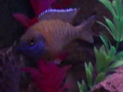 freshwater fish - aulonocara stuartgranti - peacock cichlid stocking in 40 gallons tank - Peacock Cichlid freshwater fish - aulonocara stuartgranti - peacock cichlid stocking in 40 gallons tank - Peacock Cichlid