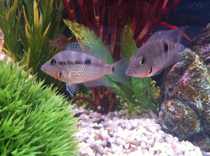 freshwater fish - thorichthys meeki - firemouth cichlid stocking in 55 gallons tank - Firemouth's Posing for the Camera freshwater fish - thorichthys meeki - firemouth cichlid stocking in 55 gallons tank - Firemouth's Posing for the Camera