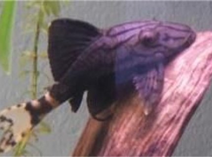 freshwater fish - panaque nigrolineatus l-191 - royal pleco stocking in 55 gallons tank - my royal green pleco. my favorite freshwater fish for some odd reason freshwater fish - panaque nigrolineatus l-191 - royal pleco stocking in 55 gallons tank - my royal green pleco. my favorite freshwater fish for some odd reason
