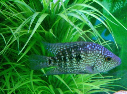 freshwater fish - herichthys carpinte - green texas cichlid stocking in 45 gallons tank - Texas Cichlid- A newly bought one and it's about 3-4 inches long freshwater fish - herichthys carpinte - green texas cichlid stocking in 45 gallons tank - Texas Cichlid- A newly bought one and it's about 3-4 inches long